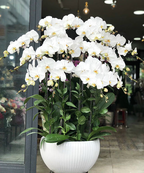 shop hoa tươi Phú Nhuận