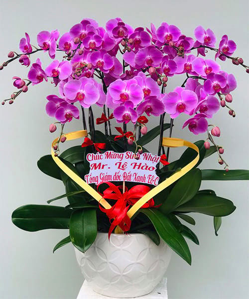 Lan hồ điệp quận 6