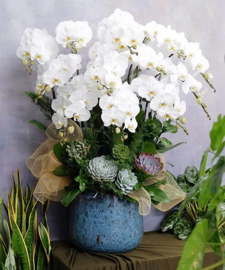 Lan hồ điệp trắng