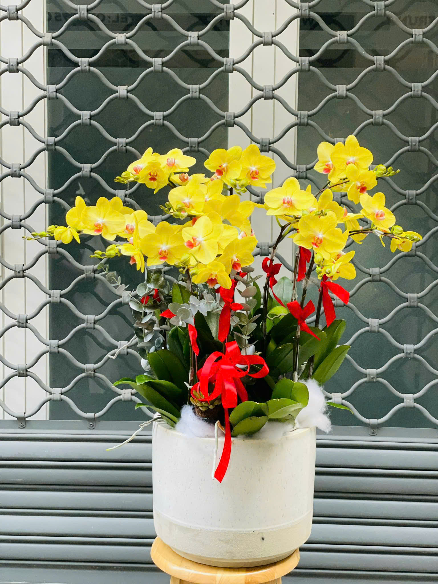 Lan hồ điệp quận 5